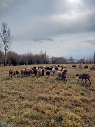 хомяк домашний купить: Продаю | Овца (самка) | Полукровка | Для разведения | Матка — 2