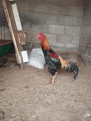 Кошки: Продаю | Петух | Для разведения — 1