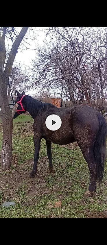 тай жеребец: Продаю | Кобыла (самка) | Для разведения — 3