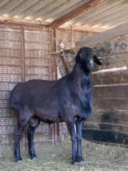 Продаю | Баран (самец) | Для разведения