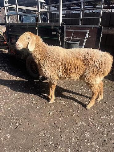 хайлайн соня: Продаю | Овца (самка) | Арашан | Ярка — 1
