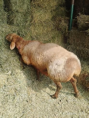 А/ч жаныбарларын сатам: Сатам | Кочкор (эркек) | Арашан | Көбөйтүү үчүн | Асыл тукумдуу — 4