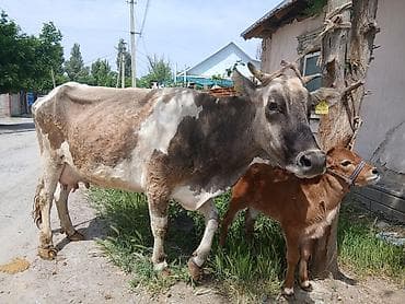 доилний апарат: Продаю | Корова (самка) | Для молока | Привязанные — 1