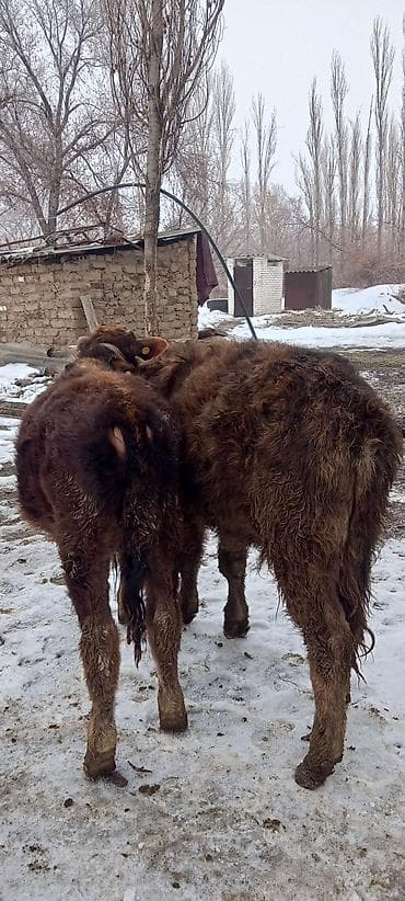 Башка жаныбарлар: Сатам | Бука (эркек) | Көбөйтүү үчүн | Байланган — 4