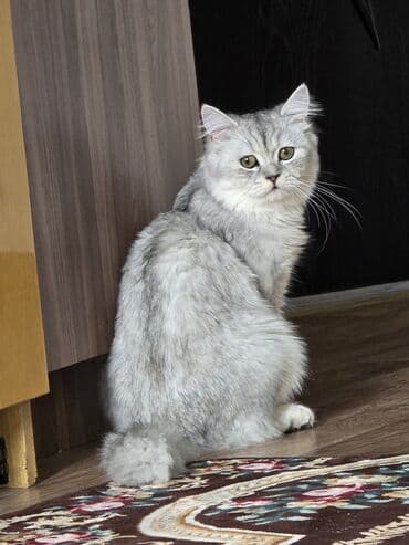 сколько стоит сфинкс кошка: Скотиш Страйт (Шотландская прямоухая), 8 месяцев, Мальчик, Серебристая шиншилла, Приучена к лотку — 4