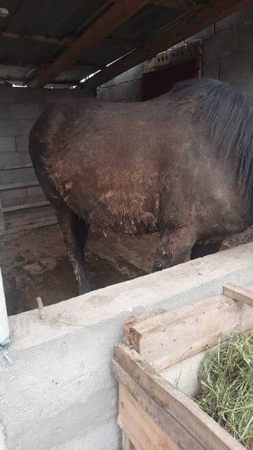 продажа домашних животных: Продаю | Кобыла (самка) | Для разведения, Для молока — 3