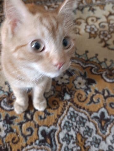 животные коты: Кошка даром: Беспородная, Мальчик — 2