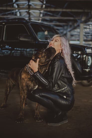 собака домашняя: Вязка: Кане-корсо, Самец, Более 5 лет, С родословной — 8