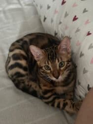 отдам котенка в добрые руки: На бронь бенгальские котята,свободны две девочки,к переезду будут — 10