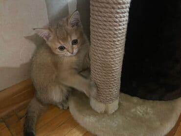 шотландская вислоухая кошка бишкек: Скотиш Страйт (Шотландская прямоухая), 2 месяца, Мальчик, Золотая шиншилла, Приучена к лотку, Проглистована — 5