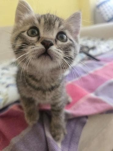 Котята, домашние котята. Срочно ищу семью для котят. Две девочки и два
