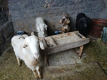 коза самец: Продаю | Коза (самка) | Для разведения — 2