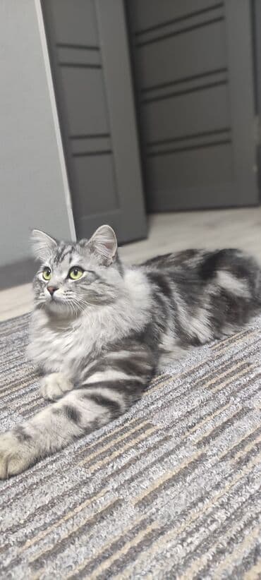 приют для котят бишкек: Вязка: Сибирская, Мальчик, 1 год, С прививками, Серебристая шиншилла — 5