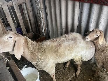 Продаю | Баран (самец) | Арашан | Для разведения | Матка