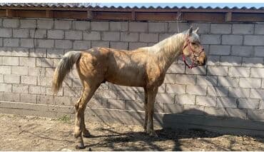 сколько стоит собака доберман: Сатам | Жылкы (эркек) | Аргын | Көбөйтүү үчүн, Ат спорту — 5