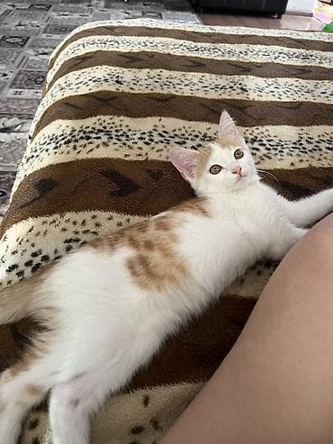 доска объявлений рыбы: Кошка даром: Беспородная, 3 месяца, Мальчик, Приучена к лотку — 1