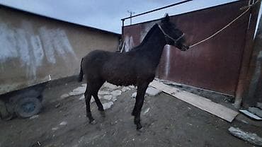 объявления о животных: Продаю | Жеребенок | Полукровка | Для разведения — 4