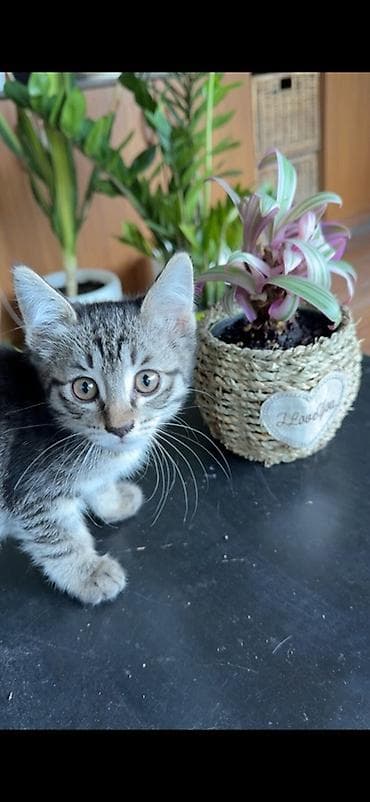 Ищу хорошую семью для котят, отдам бесплатно. Возраст: третий месяц