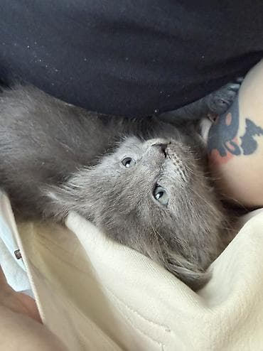 мышык сатам: Мышык бекер берилет: Породасыз, 1 айлык, Эркек, Лотокко барууга үйрөтүлгөн — 6