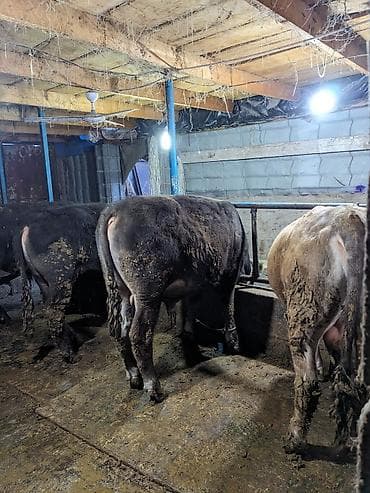 тайган собаки: Сатам | Бука (эркек) | Бордоп семиртүү үчүн | Байланган — 5