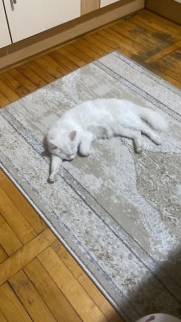 Отдам даром кошку: Кошка даром: Ангорская, 10 месяцев, Девочка, Приучена к лотку, Проглистована, С прививками — 1