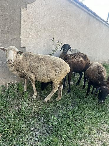 ветврач сокулук: Сатам | Ургаачы кой (ургаачы), Козу, Кочкор (эркек) — 3
