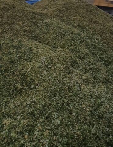 голуби голубей: Продам силос россыпью сорт Хаммер мелкийзерна много — 1