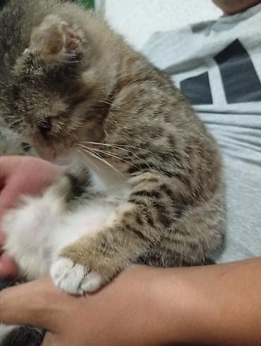 далматинец собака: Американская короткошёрстная, 2 месяца, Девочка — 2