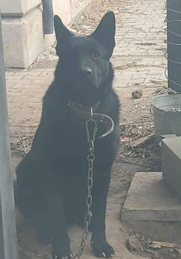 хаски 8 месяцев: Собака даром: Немецкая овчарка, 11 месяцев, Самец, С прививкой — 2