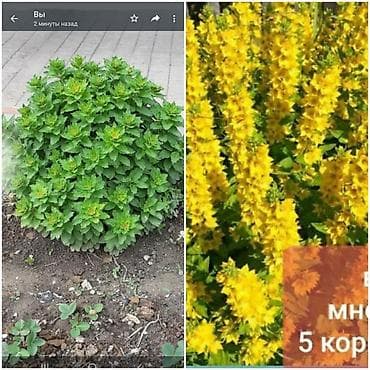 аквариум бишкек купить: Гайлардия - 150 сом. Эхинацея - 250 сом. Танацетум, матрикария - 150 — 8