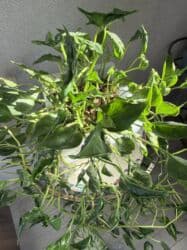 диффенбахия купить: Продаю в ассортименте цветы из личной коллекции. Все взрослые, мощная — 12