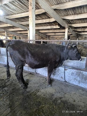 где можно купить хорька: Продаю | Корова (самка) | Для молока | Привязанные — 4