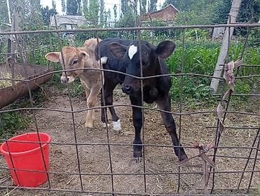 шотландская белая кошка: Продаю | Музоо, торпок | На откорм — 1