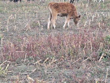 французский бульдог цена: Продаю | Музоо, торпок | Для молока — 8