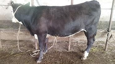 Продаю | Тёлка | На откорм | Не стельные