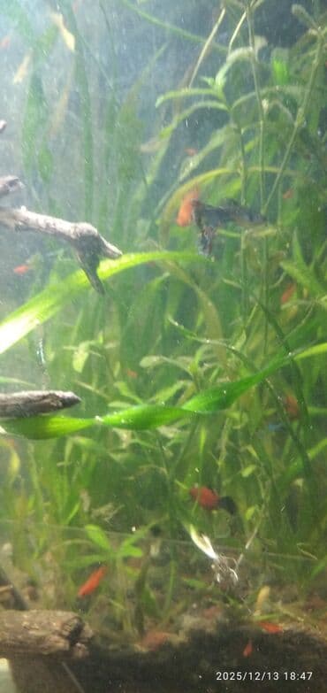 фильтр для аквариума бишкек: Аквариум 50 литров отдам всё что есть на фото — 4