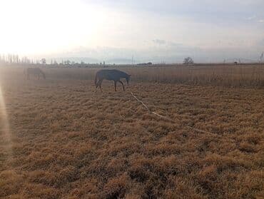 куда можно отдать кошку в бишкеке: Продаю | Жеребец, Жеребенок — 2