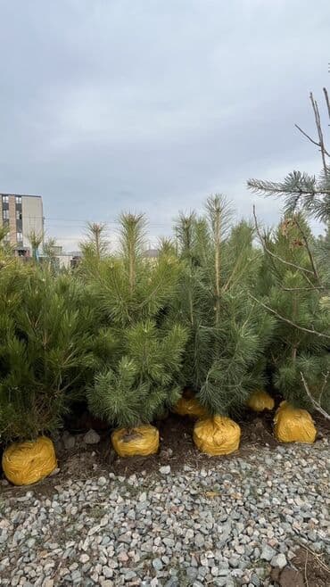 пластиковые контейнеры с крышкой купить бишкек: Саженцы деревьев: Сосны — 1