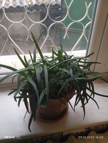 грунт для орхидей: Комнатные Алоэ и Денежное дерево в горшках и черенки: 1) Алоэ вера от — 4