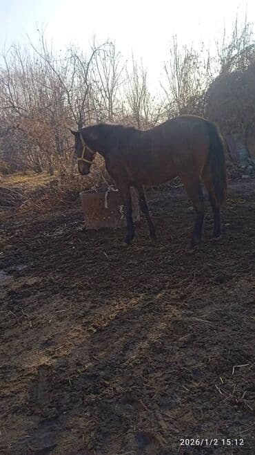 овчарка талас: Сатам | Байтал | Көбөйтүү үчүн — 5