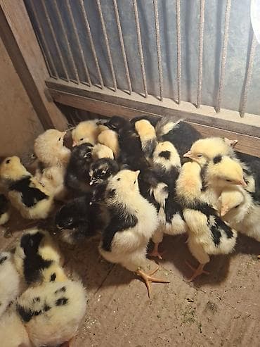 мери: Продаю | Цыплята | Для разведения — 1