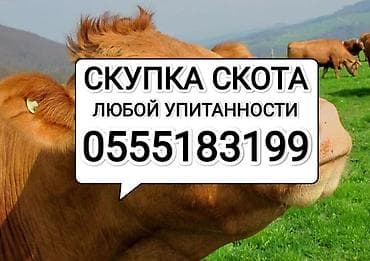 Колбасный цех : Лошади, кони, Коровы, быки, Другие с/х животные, | Любое состояние, Круглосуточно, Забитый