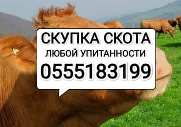 купить сомика в аквариум: Куплю | Коровы, быки, Лошади, кони, Другие с/х животные | Круглосуточно, Любое состояние, Забитый — 1