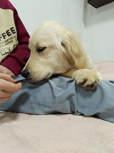 Продажа собак: Ретривер, 5 месяцев, Самец, С родословной — 5