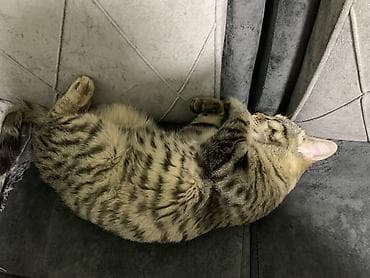 Продажа кошек: Даром кот
Отдам в хорошие руки — 2