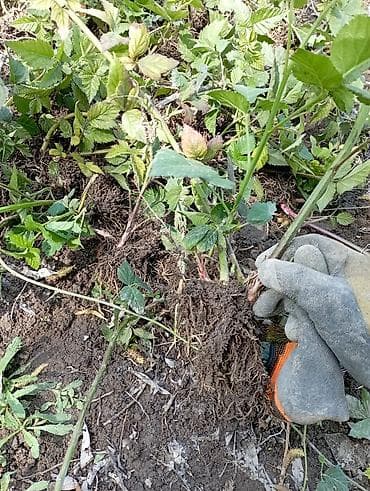 набор кличи: Саженцы эжевики с развитой корневой системой Сорт Лох-Тей — 1