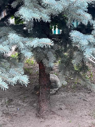 турецкие леса: Продаю голубые ели — 4