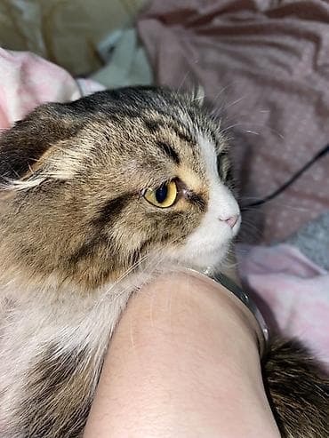 Кошки: Я хочу пристроить своих кошек на две недели, только на ДВЕ НЕДЕЛИ — 2