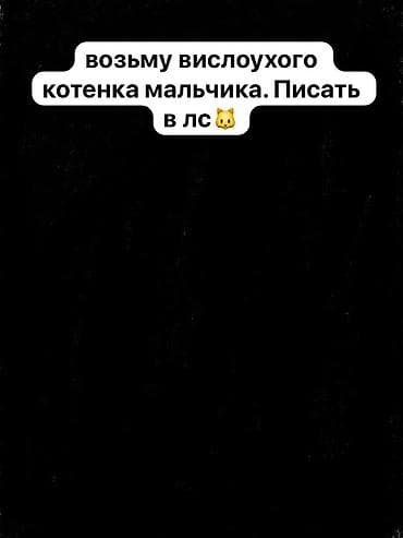 щотланская кошка: Скотиш Фолд (Шотландская вислоухая), 2 месяца, Мальчик, Серый, Приучена к лотку, Проглистована — 1