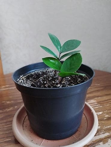 Дом и сад: Долларовое дерево/ Замиокулькас (Zamioculcas zamiifolia), молодой — 2